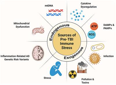 A Levee to the Flood: Pre-injury Neuroinflammation and Immune Stress Influence Traumatic Brain Injury Outcome